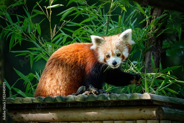 Fototapeta red panda on the tree