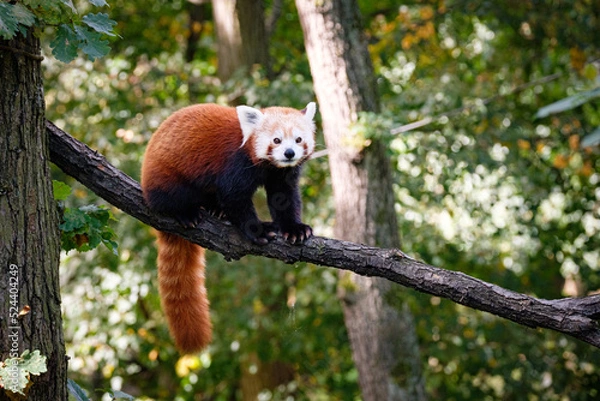Fototapeta red panda on the tree