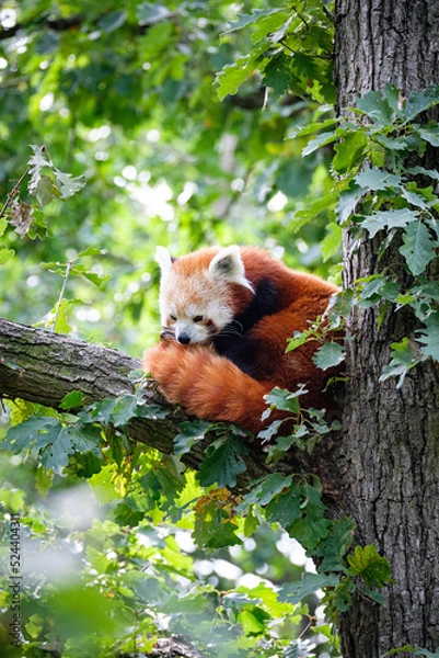 Fototapeta red panda on the tree