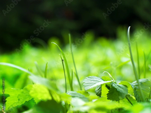 Fototapeta Green grass summer day background