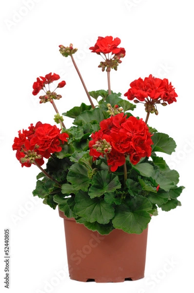 Obraz geranium róż