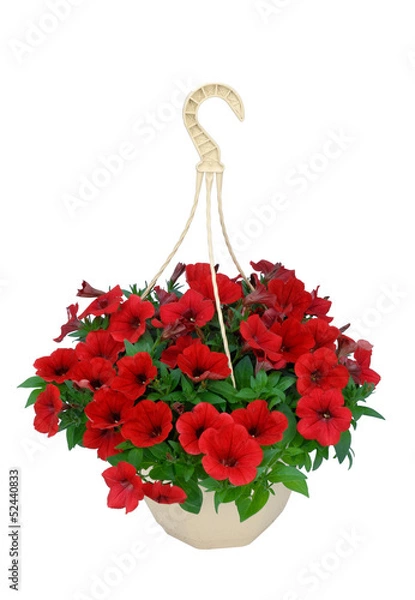Obraz pétunia suspension