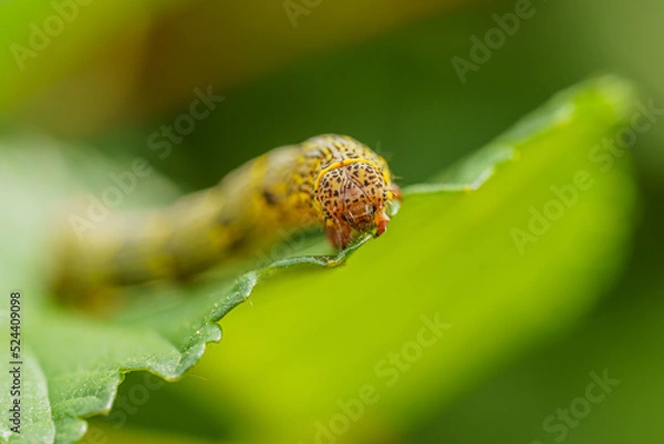 Fototapeta Fall armyworm Spodoptera frugiperda on a green leaf. Selective focus image. Extreme close up view.