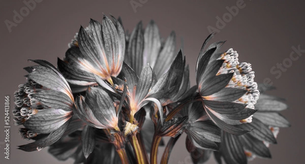 Fototapeta Small gray flowers on a gray background, spring bouquet, studio shot.