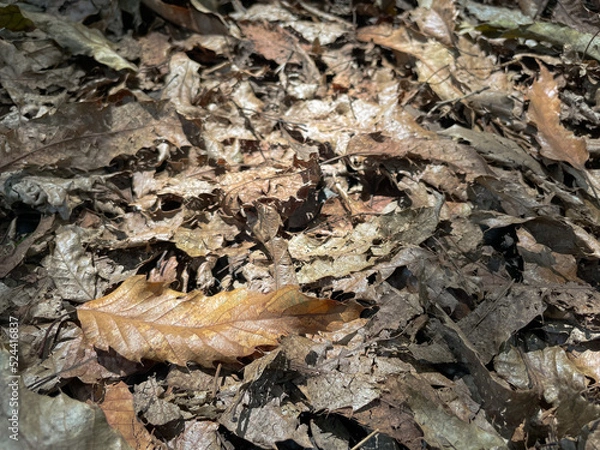 Obraz 落ち葉、枯れ葉