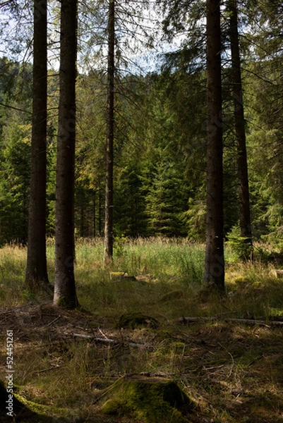 Fototapeta Les scolytes dans les épicéas 