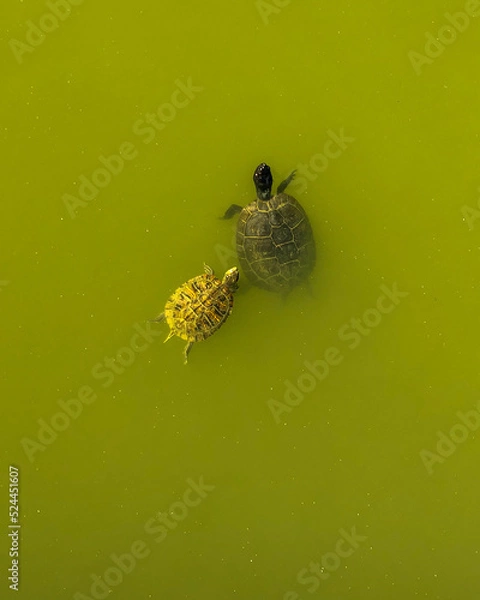 Obraz Turtles in a lake