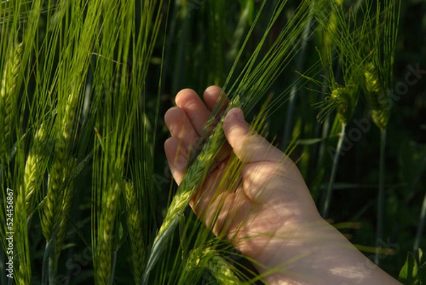 Obraz child holding an ear of wheat in a field of ripening wheat