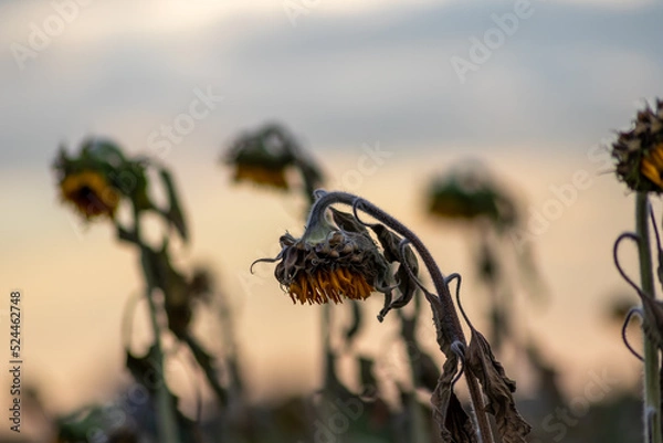 Fototapeta Drought with dry and withered sunflowers in extreme heat periode with hot temperatures and no rainfall due to global warming causes crop shortfall with water shortage on agricultural sunflower fields