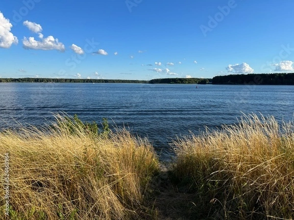 Obraz view of the river and the forest, dry grass, sunny day