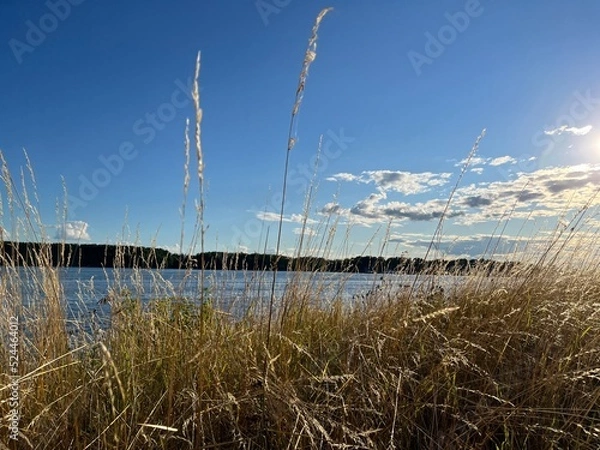 Obraz view of the Volga River. dry grass, summer