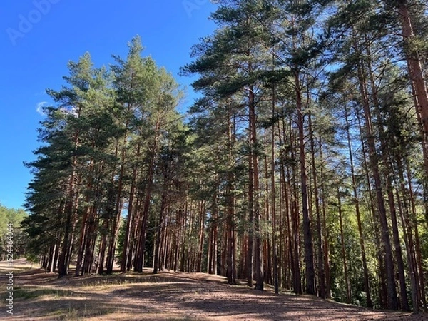 Obraz morning in the pine forest, summer, sunny day
