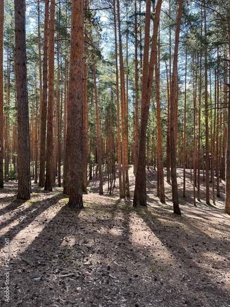 Obraz pine trees in a coniferous forest. summer day