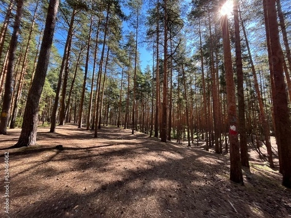 Obraz morning in the pine forest, summer, sunny day