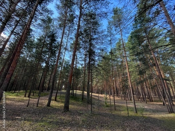 Obraz morning in the pine forest, summer, sunny day