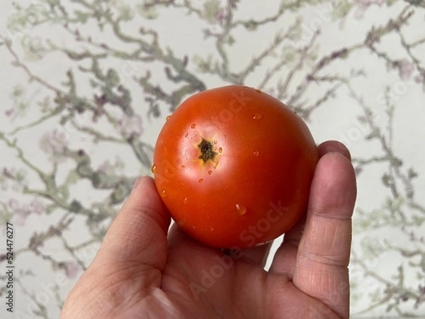 Obraz tomato in hand