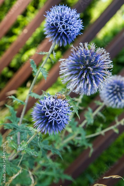Obraz Bee on the Globe thistles (Echinops) plant 