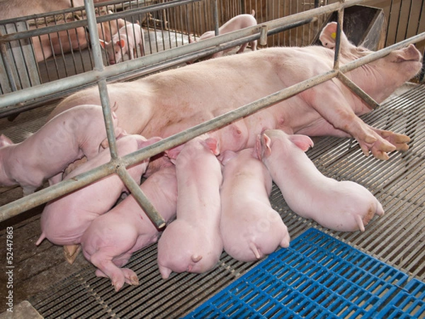 Fototapeta Nursing Piglets