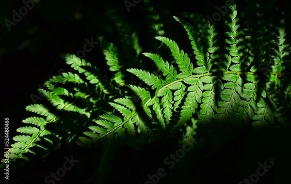 Fototapeta fern in the forest