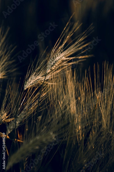 Obraz golden wheat field grass art hand