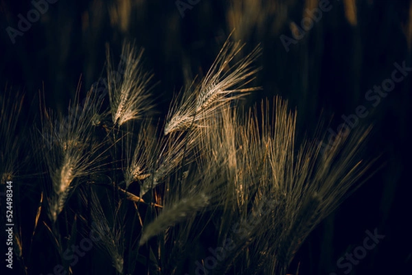 Obraz golden wheat field grass art hand