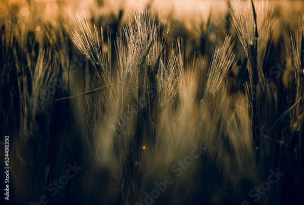 Obraz golden wheat field grass art hand
