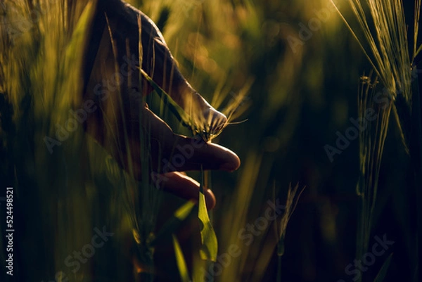 Obraz golden wheat field grass art hand