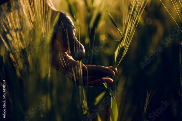 Obraz golden wheat field grass art hand
