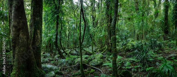 Obraz Lush rainforest with ancient trees