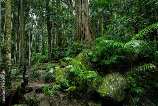 Fototapeta Lush rainforest with ancient trees and rocks