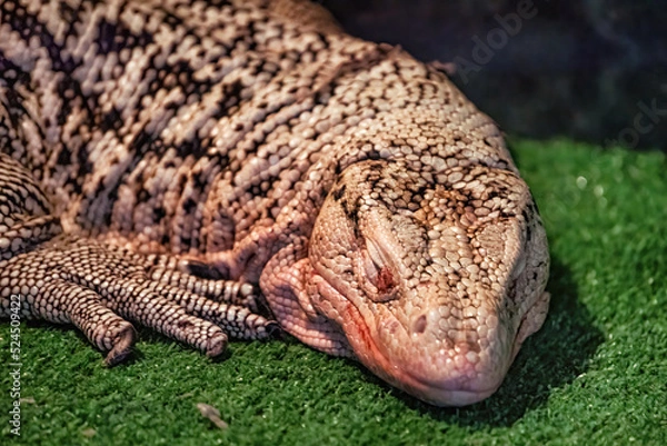 Fototapeta Large monitor lizard sleeping on green grass.