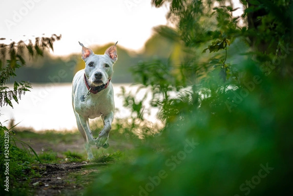 Fototapeta pit bull terrier runs along a forest path between grass and trees