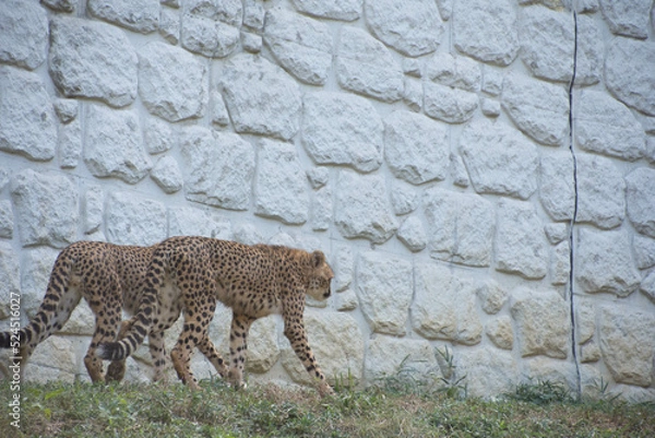 Fototapeta チーター