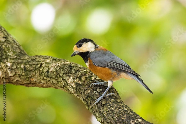 Fototapeta 子離れしたヤマガラの親