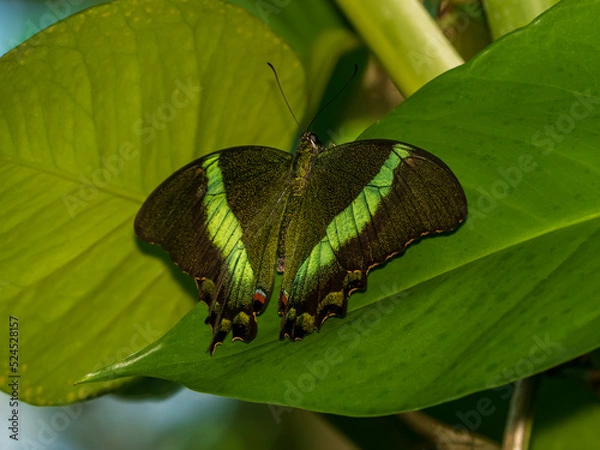 Obraz emerald peacock butterfly on leaf