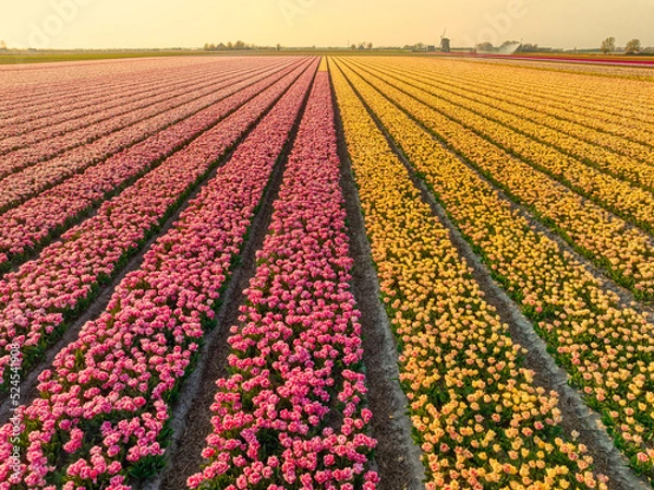 Fototapeta Millions of tulips - magento and yellow - agriculture - bulbfields - Holland