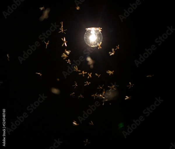 Fototapeta magic bulb