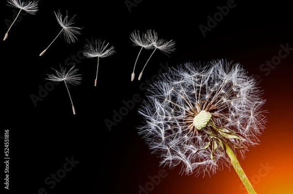 Fototapeta Dandelion and flying seeds on black background with orange backlight.