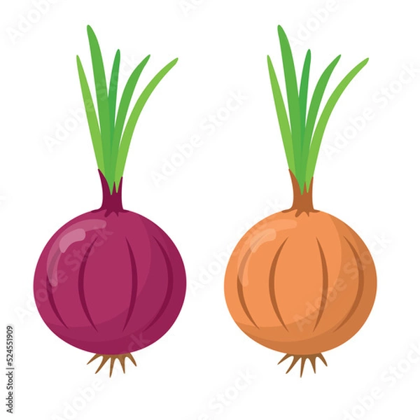 Fototapeta Red onion and onion isolated on white background. Difference between red onion and onion. flat style