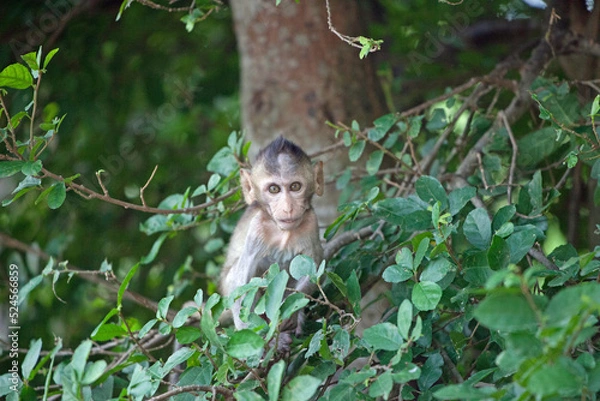 Fototapeta 可愛いサル