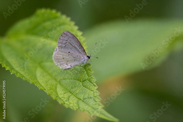 Fototapeta butterfly on leaf