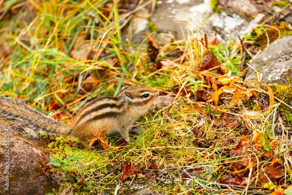 Fototapeta エゾシマリスの秋