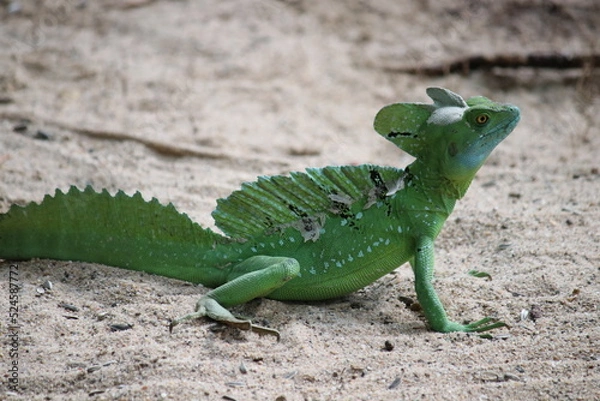 Obraz Echse - Basilisk