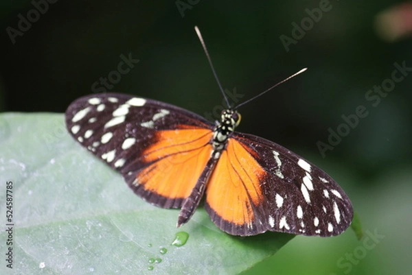 Obraz Schmetterling auf Blatt