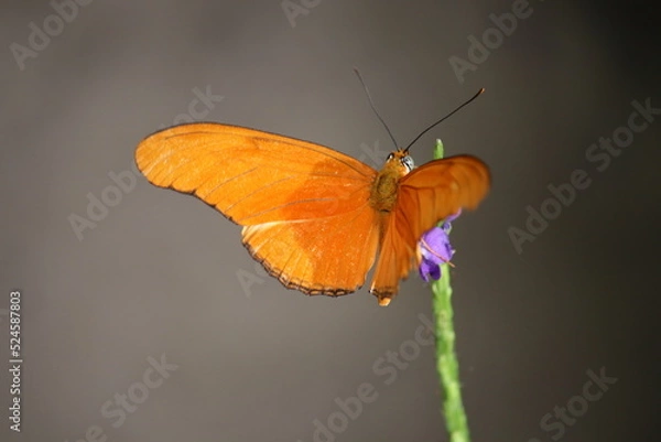 Obraz Schmetterling auf Blüte