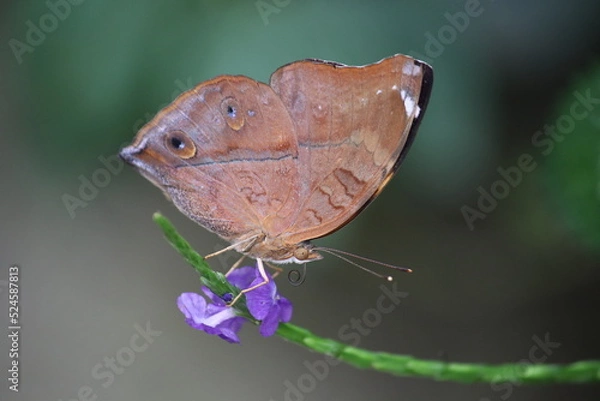 Obraz Schmetterling auf Blüte