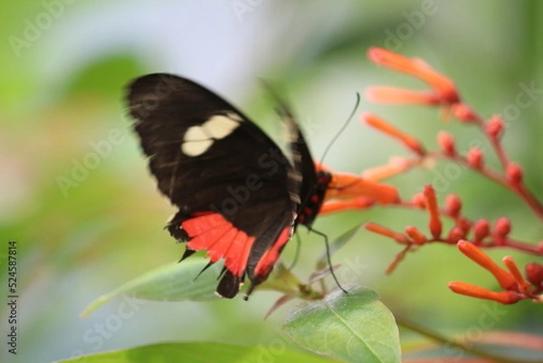 Obraz Schmetterling auf Blüte