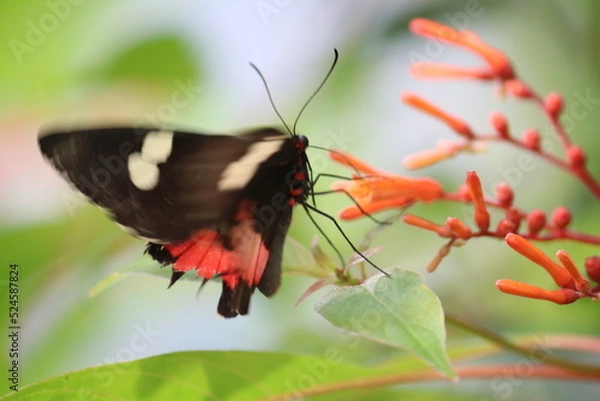 Obraz Schmetterling auf Blüte