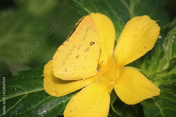 Obraz Schmetterling auf Blüte
