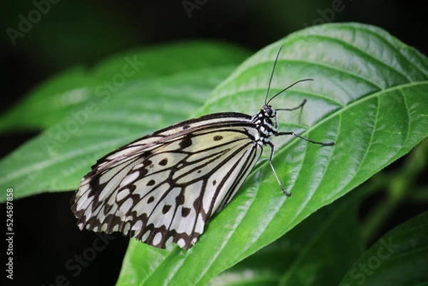 Obraz Schmetterling auf Blatt